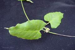 Cynanchum callialatum